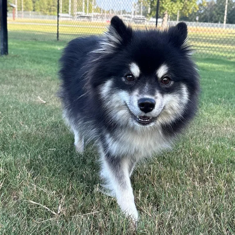 A young small-sized female Yellow / Tan / Blond / Fawn Pomeranian dog named Gidget for adoption in Cabot, AR