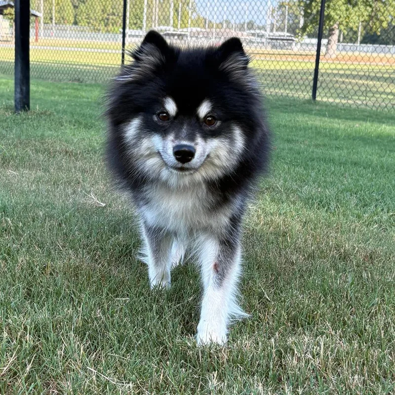 Gidget thumbnail 2