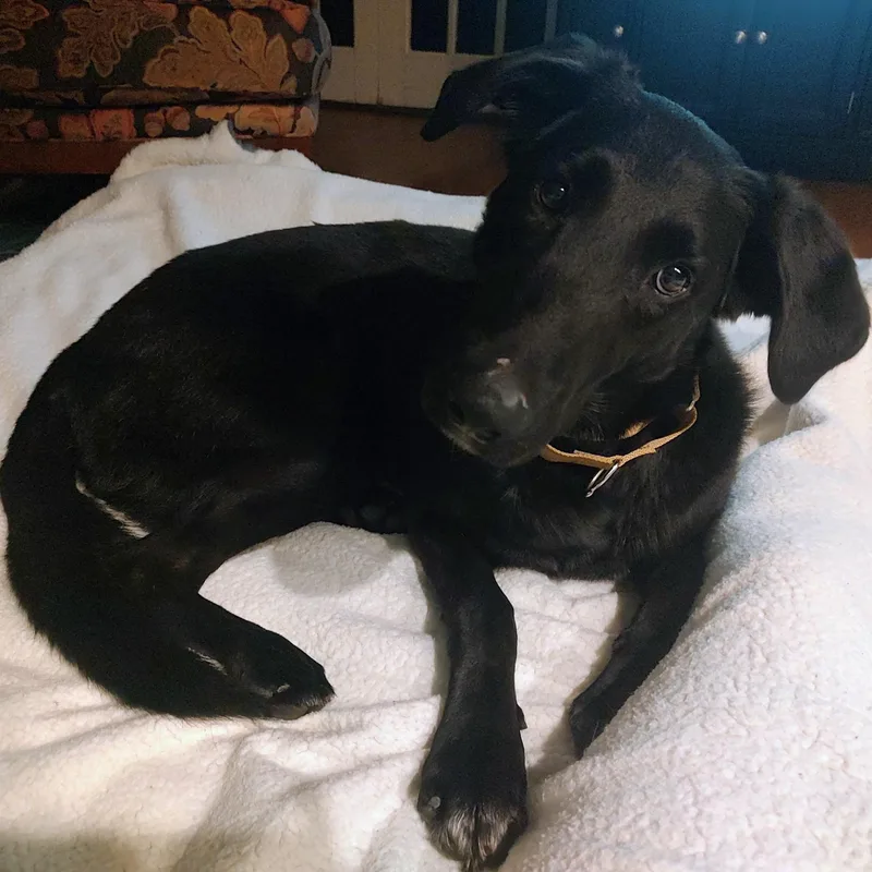 A young large-sized male Black Labrador Retriever dog named Arlington for adoption in North Jackson, OH