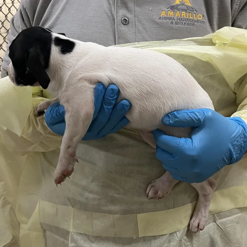 A baby small-sized female White / Cream Pointer dog named Zulu for adoption in Amarillo, TX