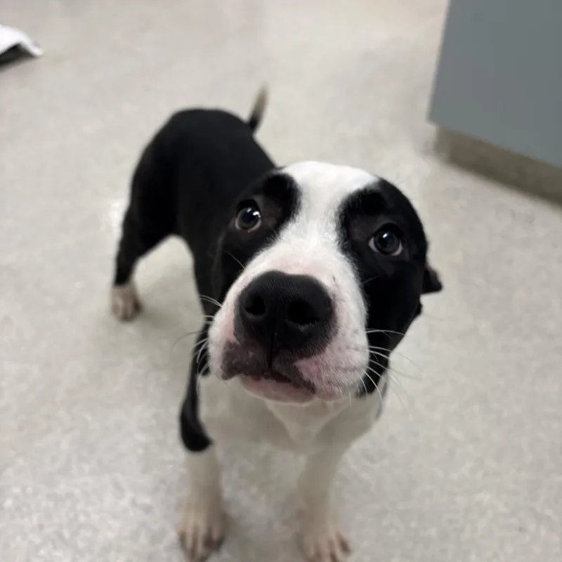 A young medium-sized male Pit Bull Terrier dog named Brick for adoption in Novelty, OH