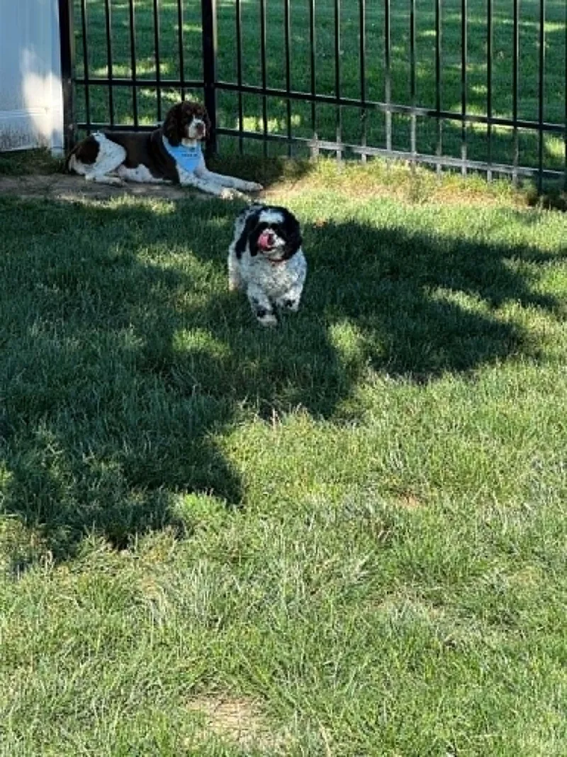 An adult medium-sized female Cocker Spaniel dog named Gemmie for adoption in Havertown, PA