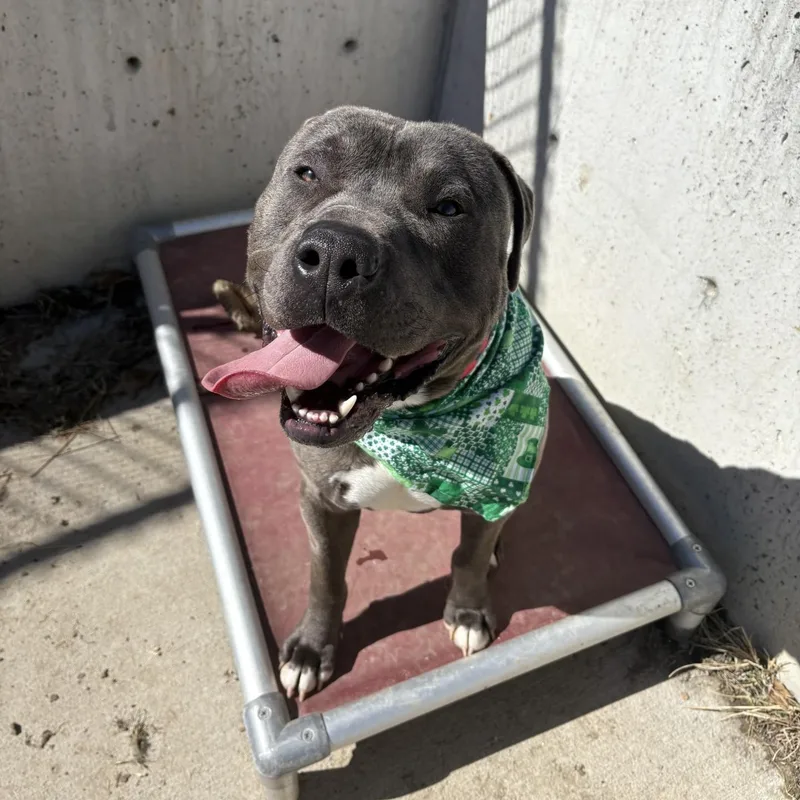 A young large-sized male Gray / Blue / Silver Mixed Breed dog named Mochi for adoption in Atchison, KS