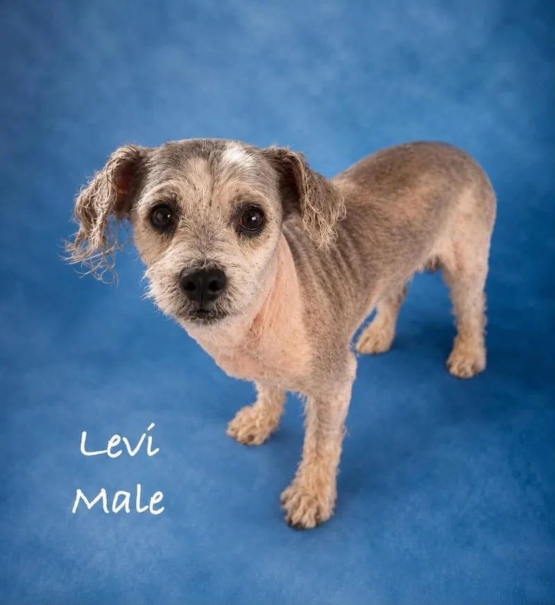 An adult small-sized male Lhasa Apso dog named Levi for adoption in Boulder, CO