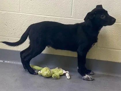 A young medium-sized male Black Shepherd dog named Cletus for adoption in Glasgow, KY