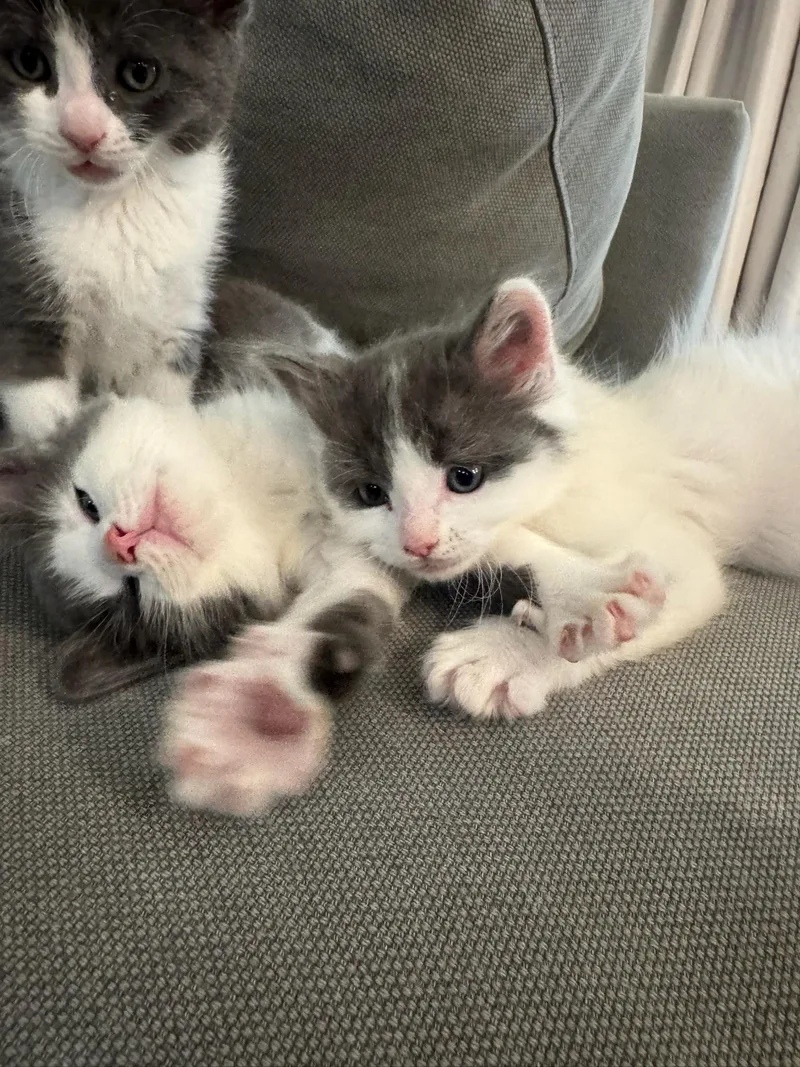 A baby small-sized male Gray & White Domestic Short Hair cat named Poe for adoption in Davis, CA