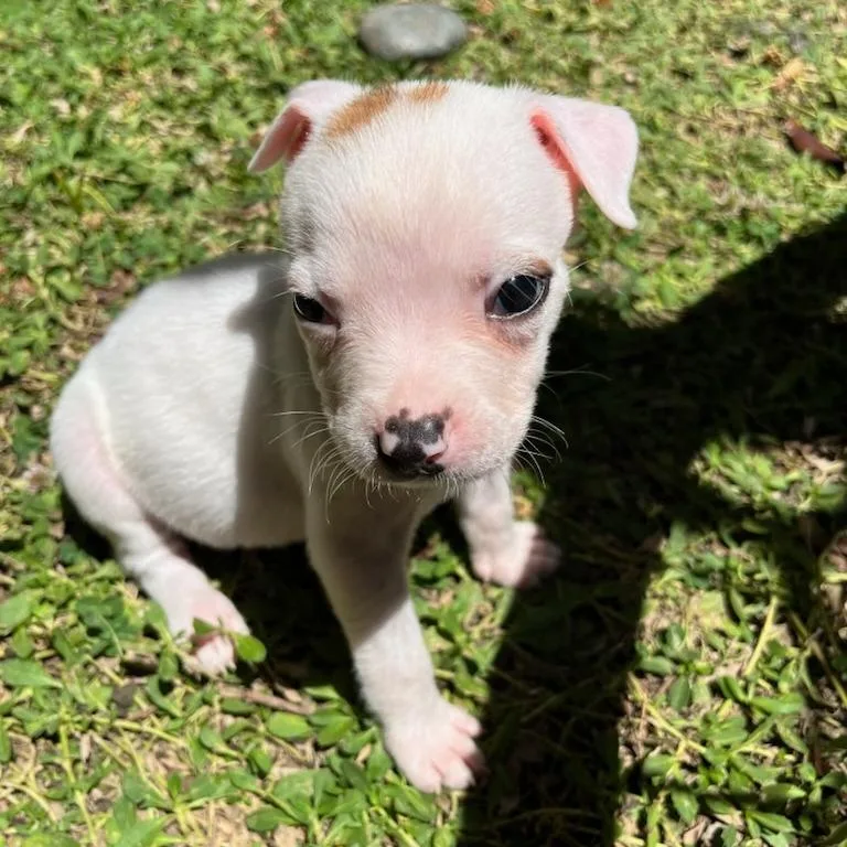 A baby small-sized male Pit Bull Terrier dog named Ragamuffin for adoption in Los Angeles, CA