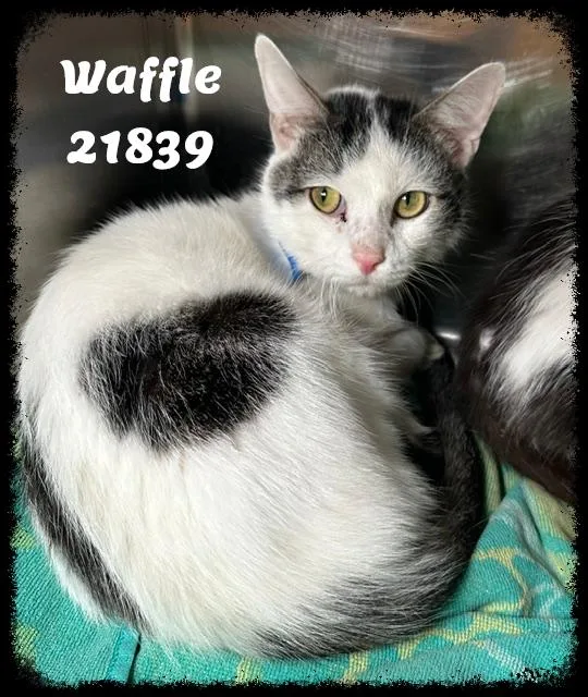 An adult medium-sized male White Domestic Short Hair cat named WAFFLE see also CHEERIO for adoption in Marietta, GA