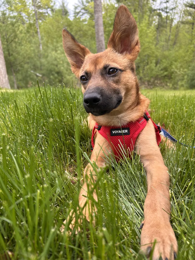 Gunner  Big Ears thumbnail 2