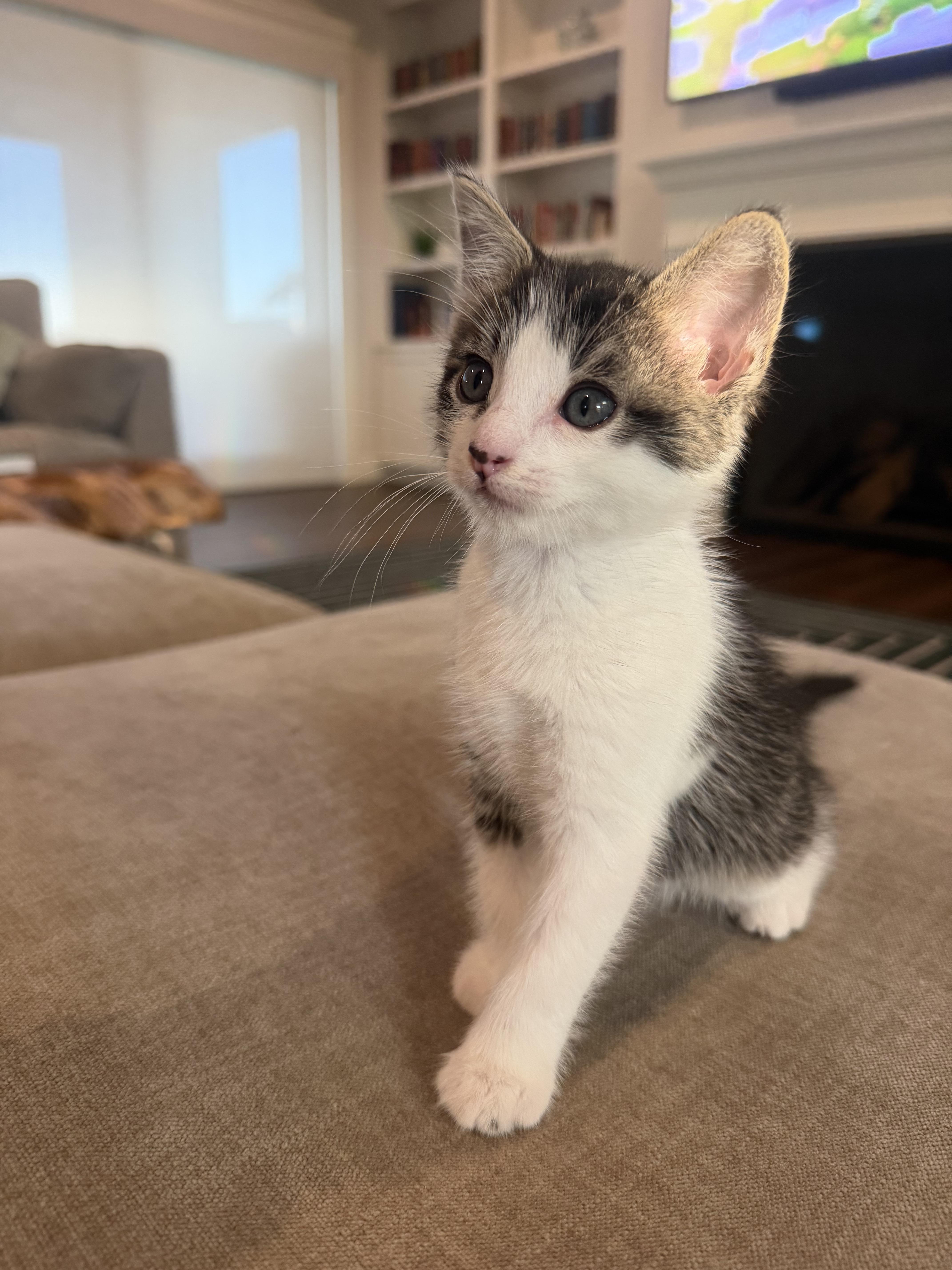 Tiny Tom