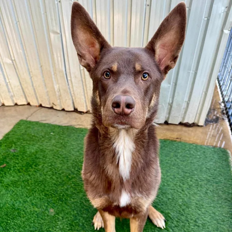 A young large-sized male Red / Chestnut / Orange Shepherd dog named Nick Wilde for adoption in San Francisco, CA