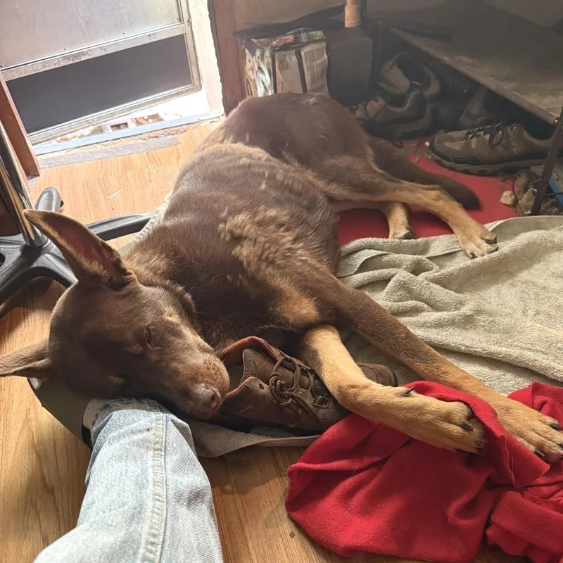 Nick Wilde thumbnail 2