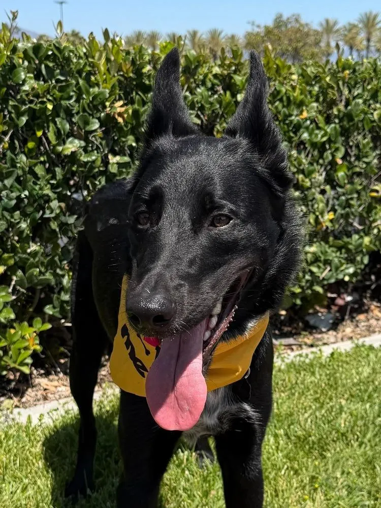A baby large-sized male Tricolor (Brown, Black, & White) Border Collie dog named Apollo Maximus for adoption in Mission Viejo, CA