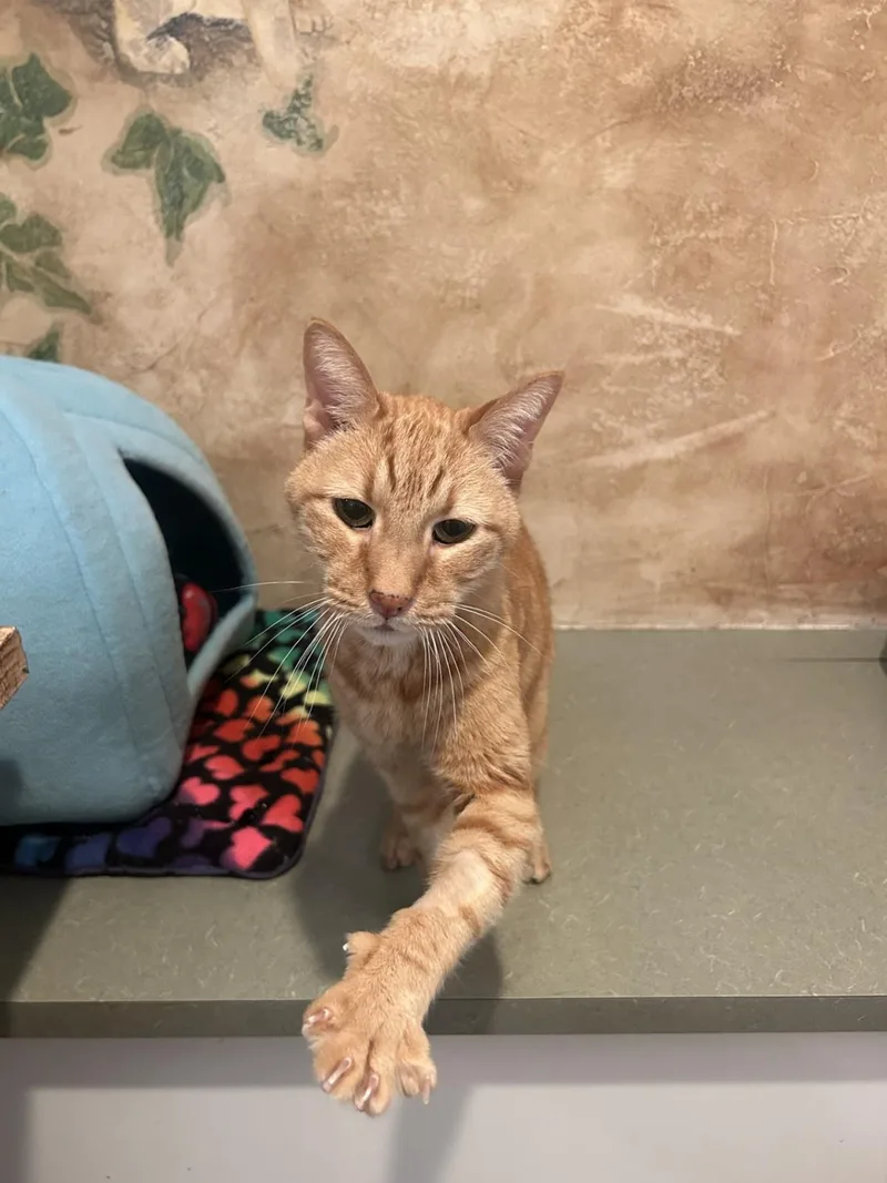 A senior medium-sized male Domestic Short Hair cat named Aura for adoption in Lincoln, CA