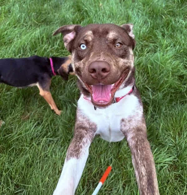 A young medium-sized male Pit Bull Terrier dog named Thunder for adoption in Sioux City, IA