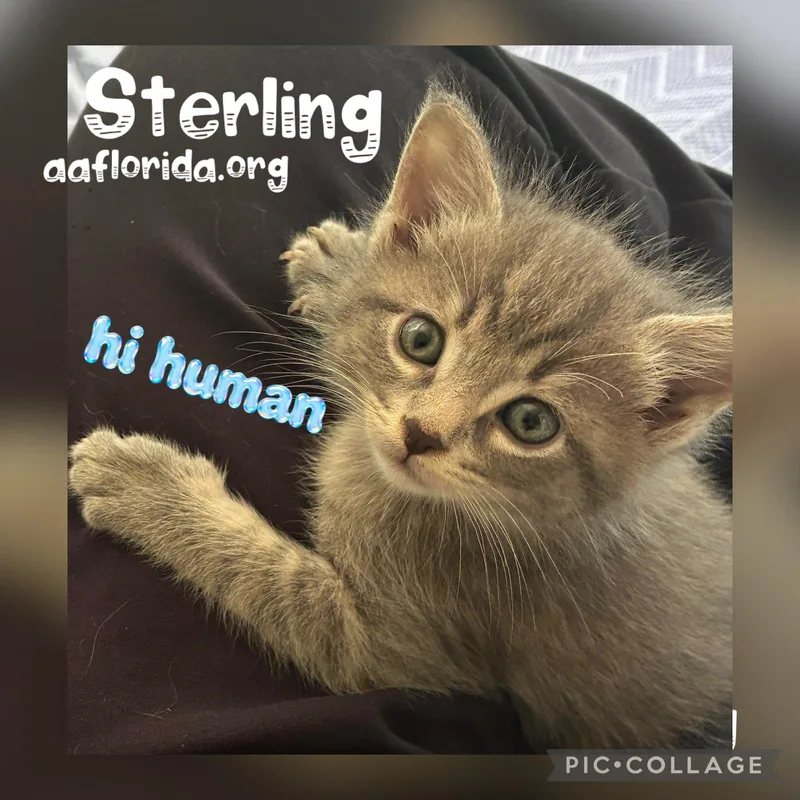 A young medium-sized male Gray / Blue / Silver Tabby cat named Sterling for adoption in Pensacola, FL