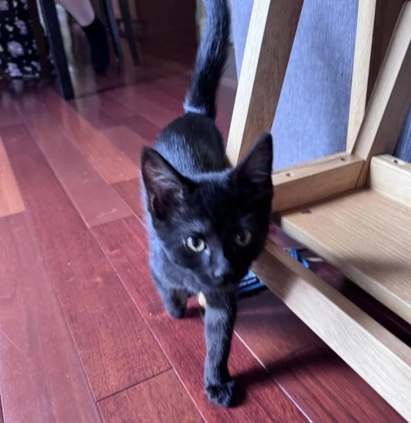A baby small-sized female Black Domestic Short Hair cat named Lilac for adoption in Maineville, OH