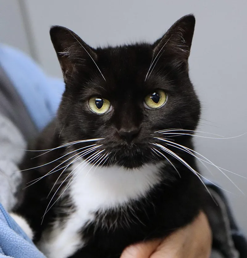 An adult medium-sized female Black & White / Tuxedo Domestic Short Hair cat named Orchid for adoption in Kansas City, KS