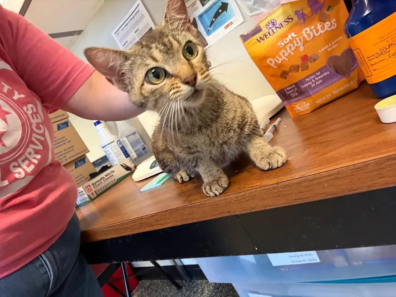 A young small-sized female Domestic Short Hair cat named Morrigan for adoption in Columbia, TN