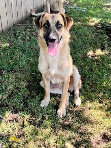 A young medium-sized female Anatolian Shepherd dog named Ann for adoption in Winter Park, CO
