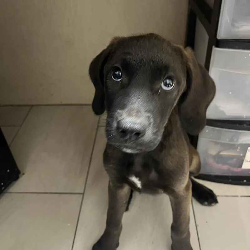 A baby medium-sized female Black Labrador Retriever dog named Chewie for adoption in Lufkin, TX