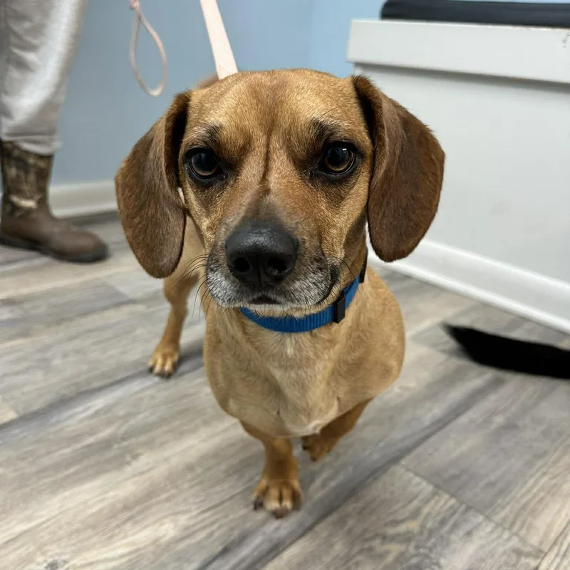 An adult small-sized male Red / Chestnut / Orange Dachshund dog named Gunnar for adoption in Hopkinton, MA