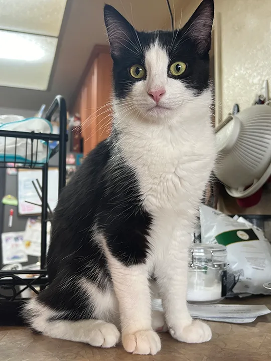 A young medium-sized male Black & White / Tuxedo Domestic Short Hair cat named Queso for adoption in Long Beach, CA