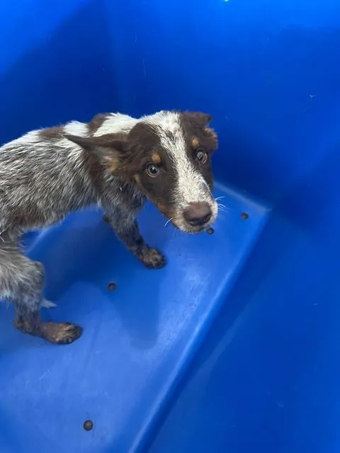 A baby large-sized female Mixed Breed dog named Alex for adoption in Dallas, TX