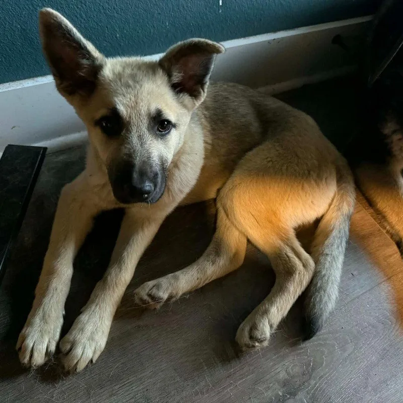 A baby medium-sized female Shepherd dog named Fauna for adoption in Bloomfield, CT