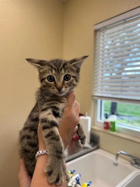 A baby small-sized male Domestic Short Hair cat named Levi for adoption in Fort Myers, FL