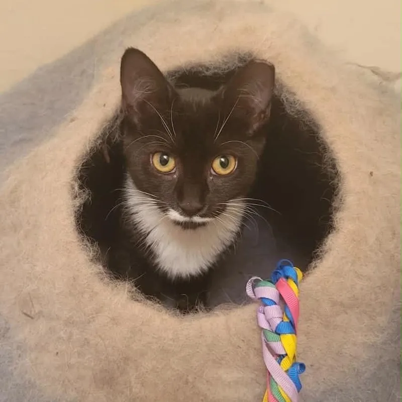 A baby medium-sized female Black & White / Tuxedo Domestic Short Hair cat named Ruby for adoption in Beltsville, MD
