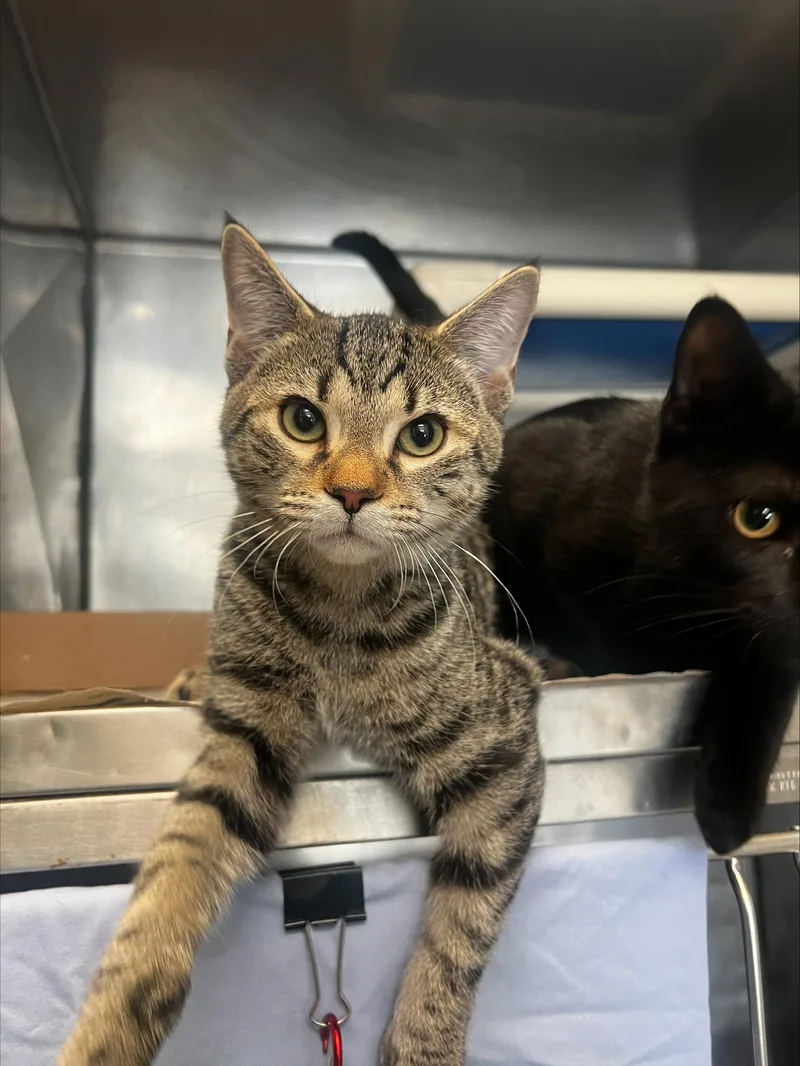A young small-sized male Domestic Short Hair cat named Brownie for adoption in Madison, NJ