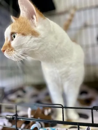 Charlotte thumbnail 3