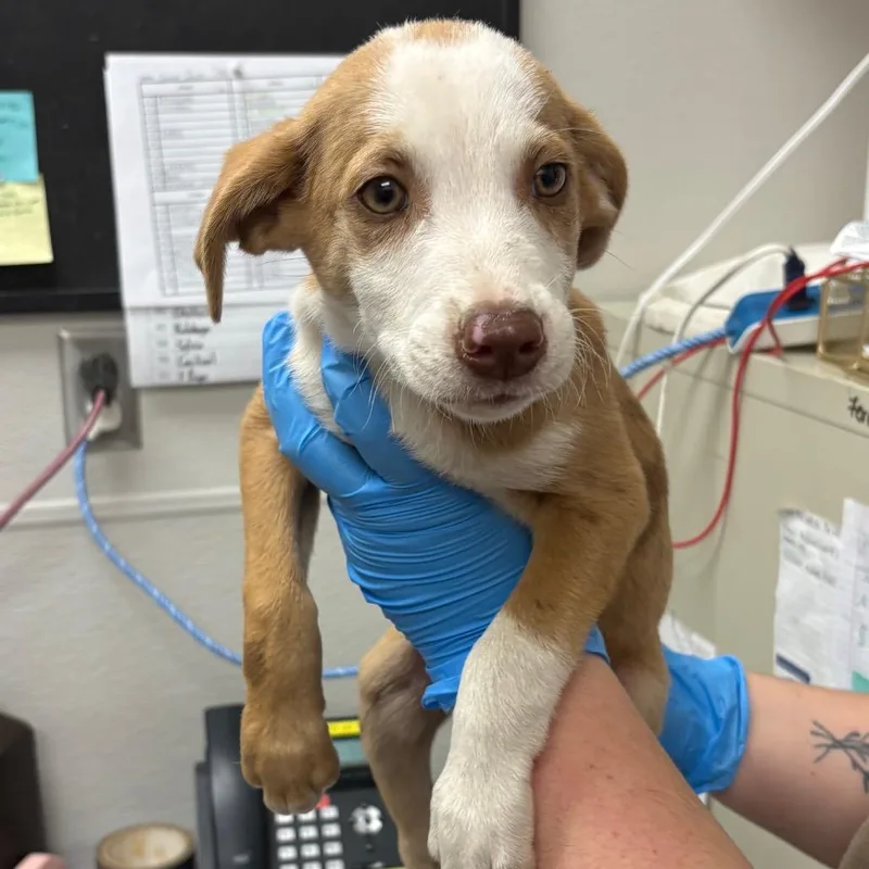 A baby medium-sized male Yellow / Tan / Blond / Fawn Mixed Breed dog named Yellow for adoption in Columbiana, AL