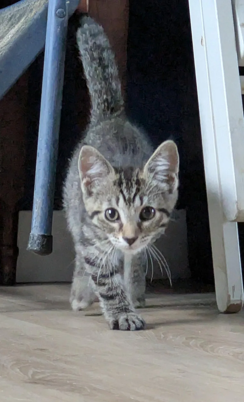 A baby medium-sized male Tabby cat named The Jimi Hendrix Experience for adoption in Georgetown, KY