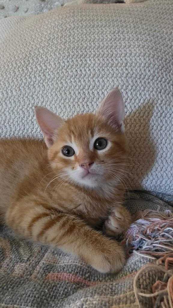 A baby small-sized male Domestic Short Hair cat named Cheeto for adoption in Lewisville, TX