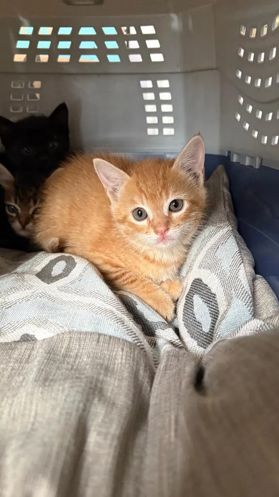 Cheeto thumbnail 2