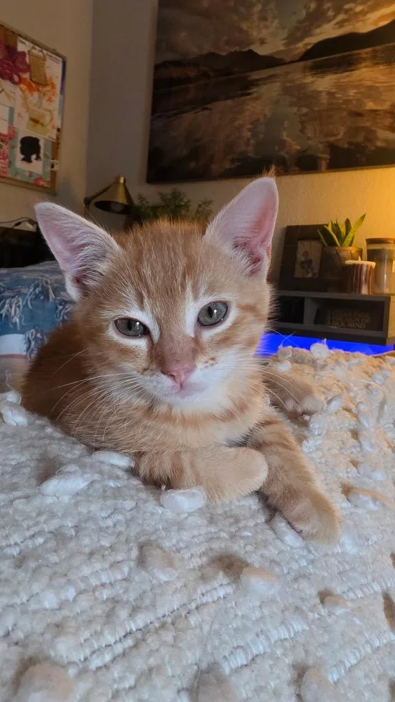 Cheeto thumbnail 3