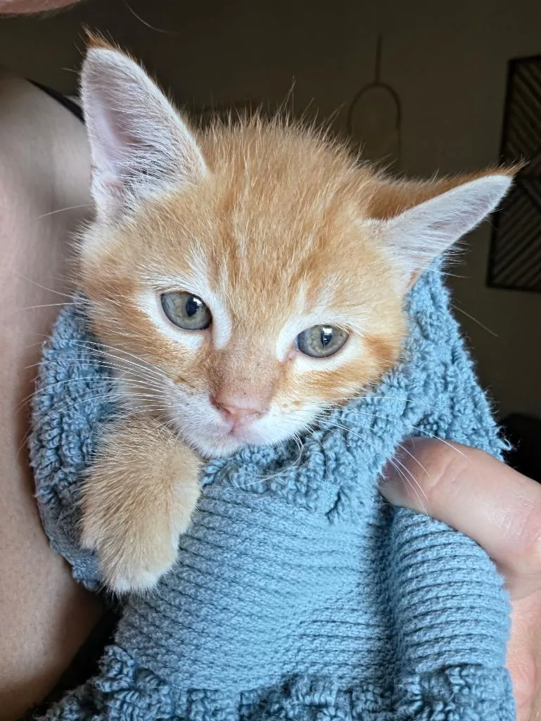Cheeto thumbnail 4