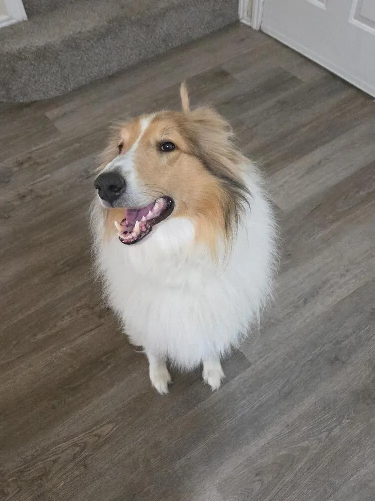 An adult large-sized male Collie dog named Odie for adoption in Missouri City, TX