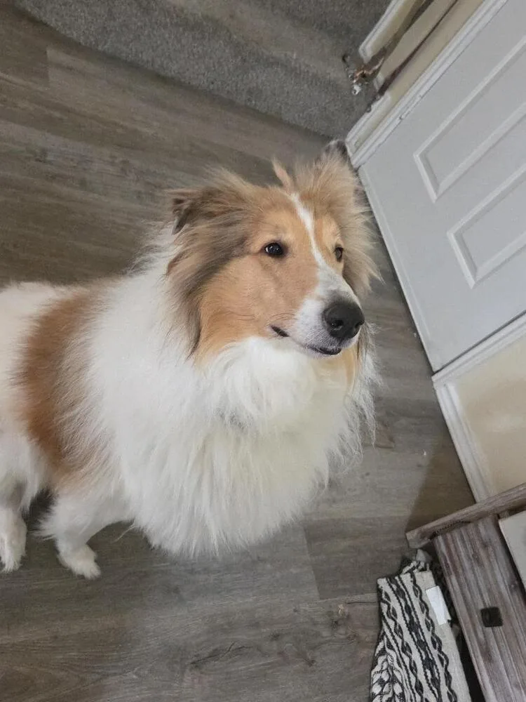 Odie thumbnail 3