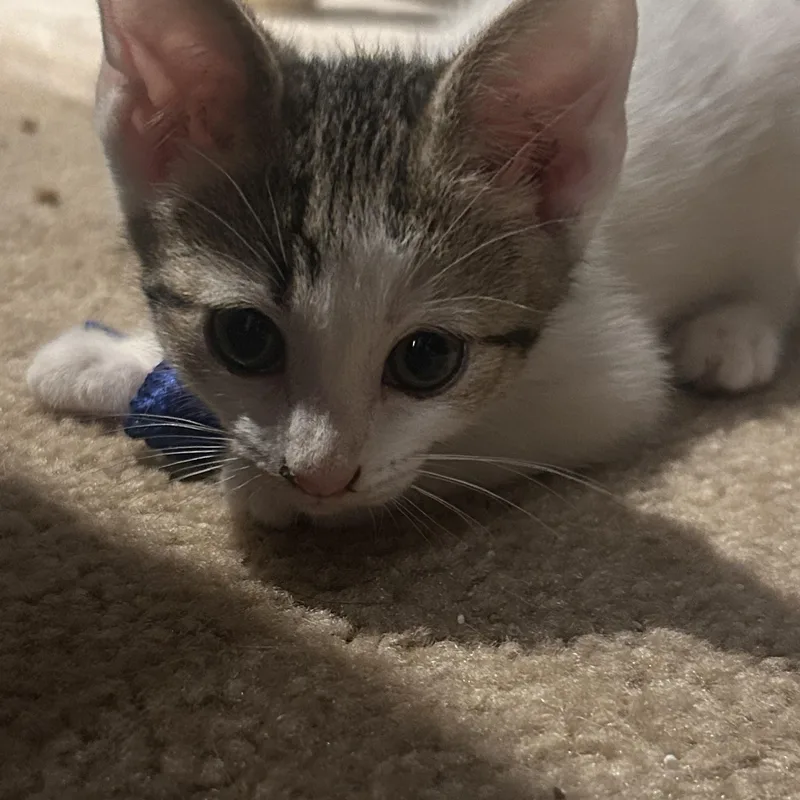 A baby medium-sized female White Domestic Short Hair cat named Elara for adoption in Gerrardstown, WV