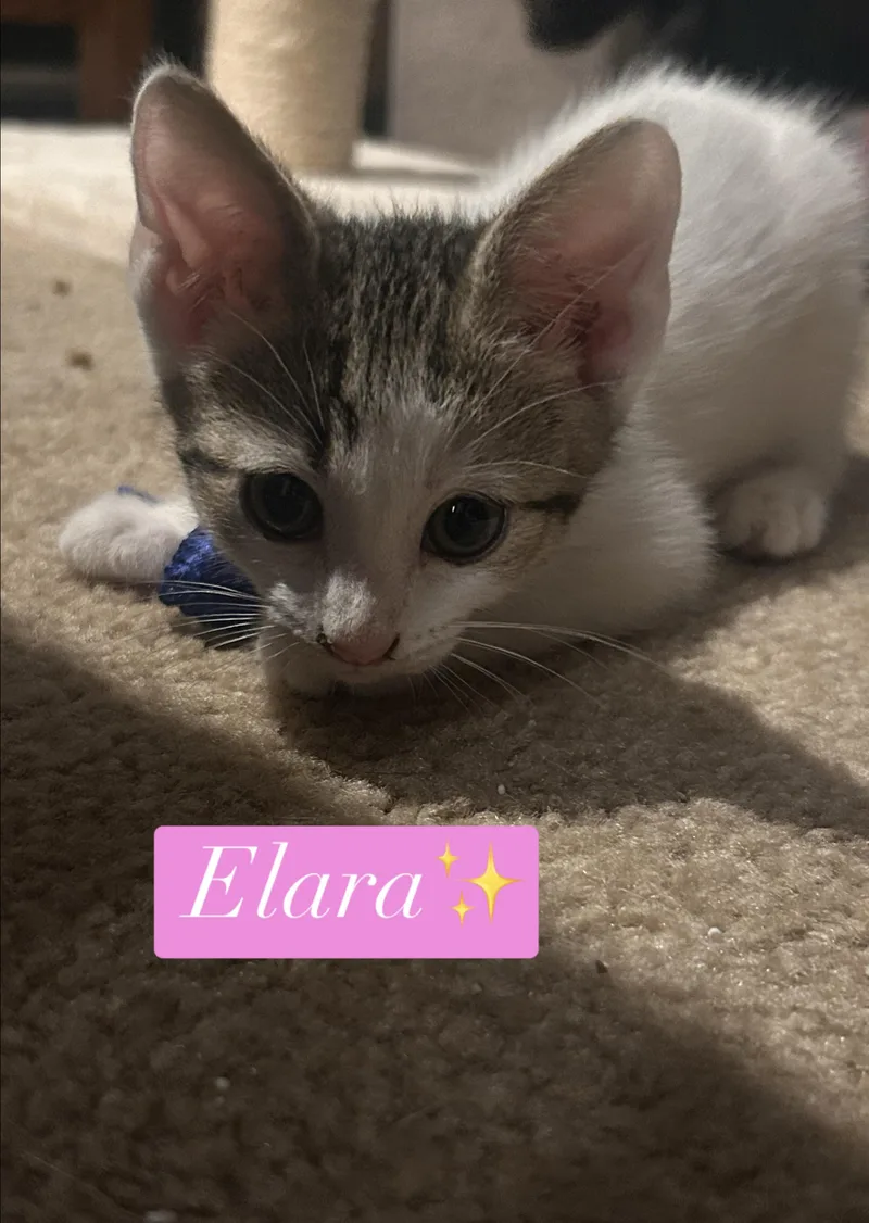 Elara thumbnail 2