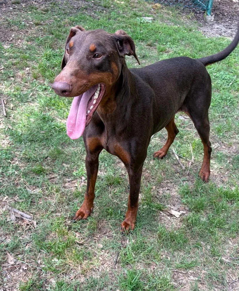 An adult large-sized female Doberman Pinscher dog named Persephone for adoption in Little Rock, AR