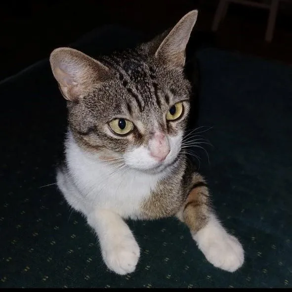 A young medium-sized male Tabby (Brown / Chocolate) Domestic Short Hair cat named Warren for adoption in Chicago, IL