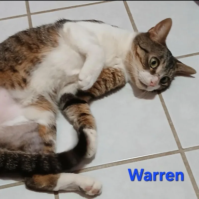 Warren thumbnail 2