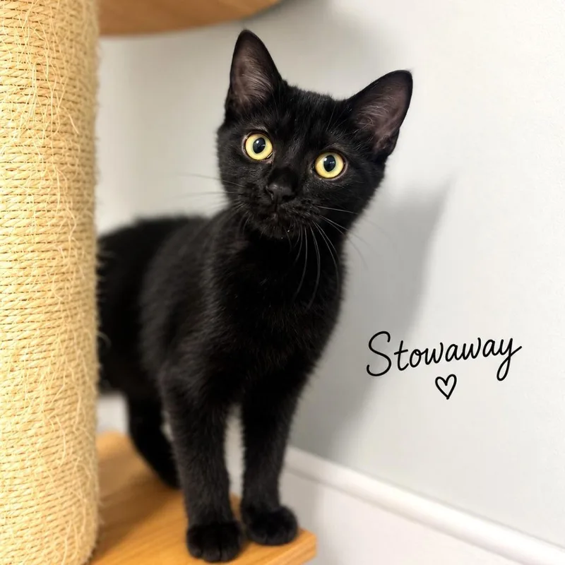 A baby small-sized male Black Domestic Short Hair cat named Stowaway for adoption in Brownsboro, AL