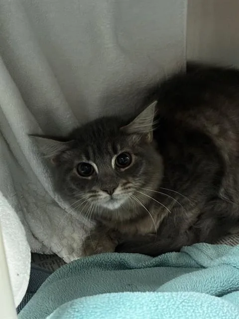 A young medium-sized female Domestic Short Hair cat named Tilapia for adoption in Fort Lauderdale, FL