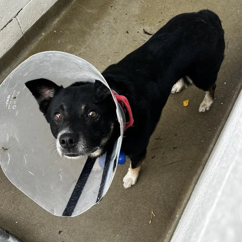 An adult medium-sized male Black Mixed Breed dog named 71973 for adoption in Harrisonburg, VA