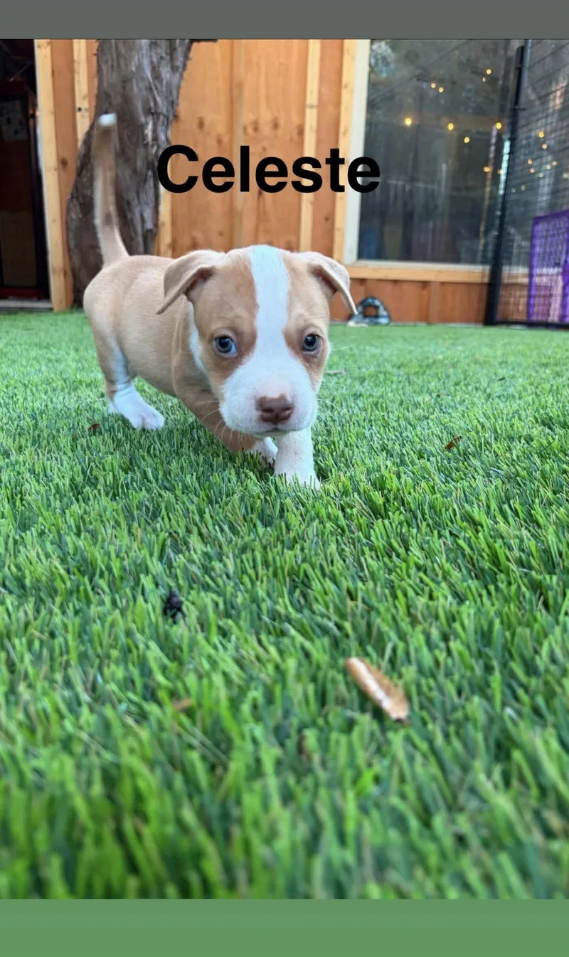 A baby medium-sized female American Staffordshire Terrier dog named Luna's Stars Celeste for adoption in San Diego, CA